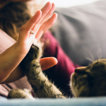 What Pets Can Teach You About Stress